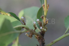 Diospyros cordifolia